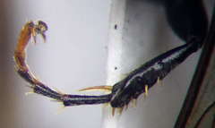 Tachysphex latifrons