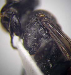 Tachysphex latifrons