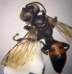 Tachysphex latifrons