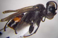 Tachysphex latifrons