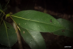 Cryptocarya microneura