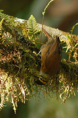 Anabacerthia variegaticeps