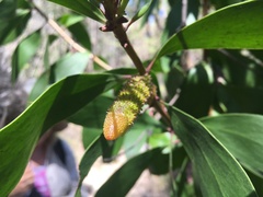 Coequosa triangularis