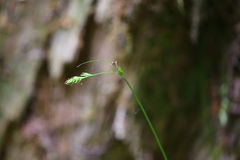 Carex bolanderi