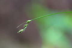 Carex bolanderi
