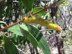 Coequosa triangularis