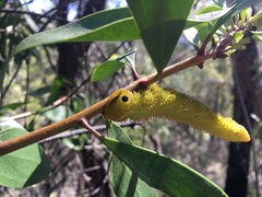 Coequosa triangularis