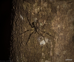 Tamopsis brachycauda