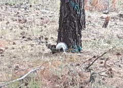 Sciurus aberti kaibabensis