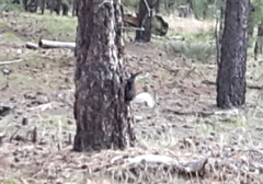 Sciurus aberti kaibabensis