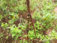 Phyllomacromia trifasciata
