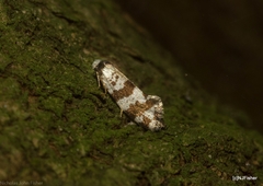 Lepidoscia stenomochla