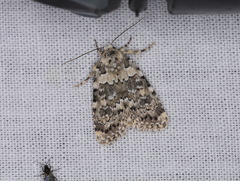 Bryophila domestica