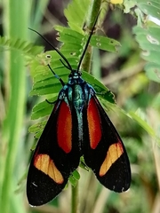 Cyanopepla submacula borealis