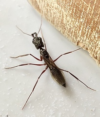 Odontomachus chelifer