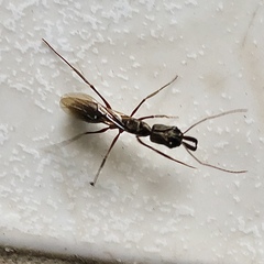 Odontomachus chelifer