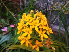 Epidendrum