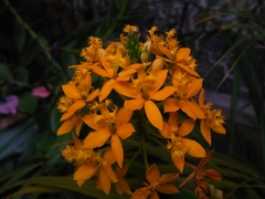 Epidendrum