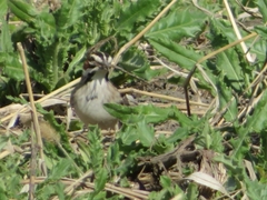 Chondestes grammacus