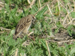 Chondestes grammacus