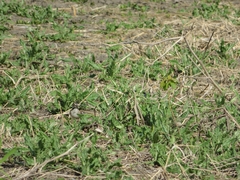 Chondestes grammacus