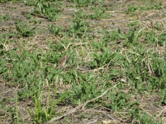 Chondestes grammacus