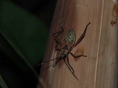 Notobitus meleagris