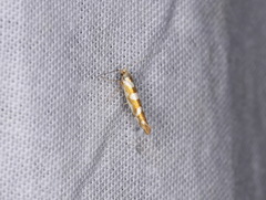 Argyresthia goedartella