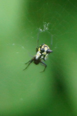 Micrathena funebris