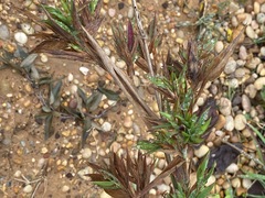 Dichanthelium scabriusculum