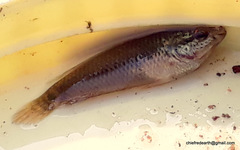 Pseudosphromenus cupanus