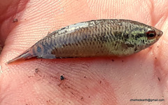 Pseudosphromenus cupanus