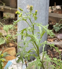 Senecio vulgaris