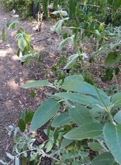 Salvia discolor