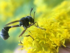Physocephala furcillata