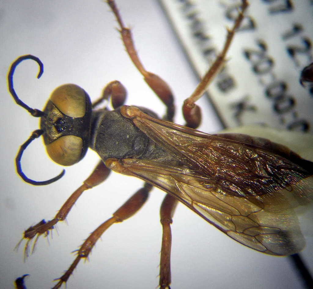 Tachysphex mocsaryi