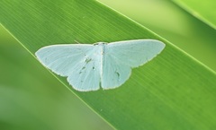 Chlorocoma assimilis