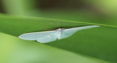 Chlorocoma assimilis