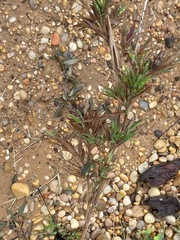 Dichanthelium scabriusculum