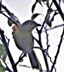 Telophorus olivaceus