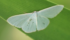 Chlorocoma assimilis