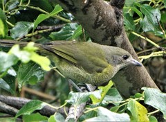 Telophorus olivaceus