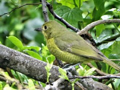 Telophorus olivaceus