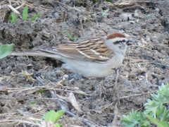 Spizella passerina