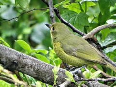 Telophorus olivaceus