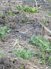 Spizella passerina