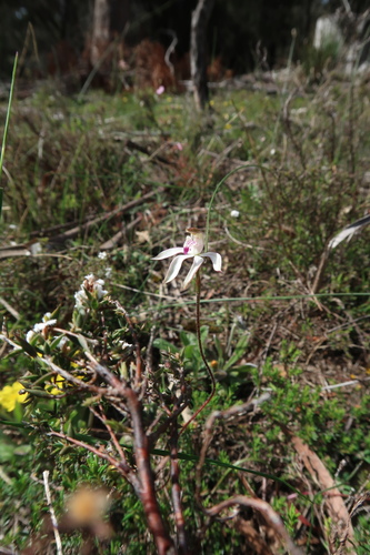 Image of Caladenia gracilis by no rights reserved