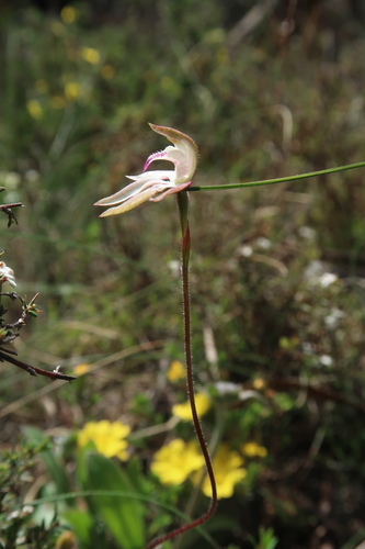 Image of Caladenia gracilis by no rights reserved