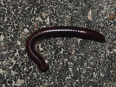 Leptogoniulus sorornus