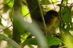 Atlapetes tricolor crassus